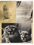 Hannah Höch Album, limitierte und nummerierte De-Luxe-Edition im Schuber mit illustriertem Beiheft; Originalformat 28 x 36 cm (Auflage 200); limited and nubered deluxe edition in slipcase with illustrated booklet; original format 28 x 36 cm (number of copies 200); Édition deluxe à tirage limité et numéroté dans étui avec plaquette illustrée, format original, 28 x 36 cm, (tirage: 200)